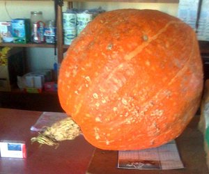 Enorme pampoen vir BBos Basaar